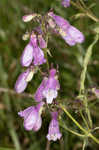 Longsepal beardtongue